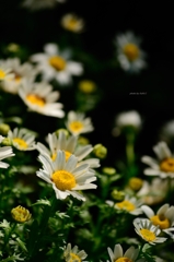 飛鳥山の花