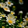 飛鳥山の花