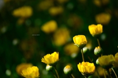 飛鳥山の花