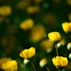 飛鳥山の花
