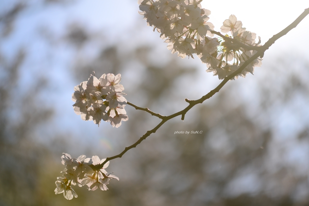 上野の桜