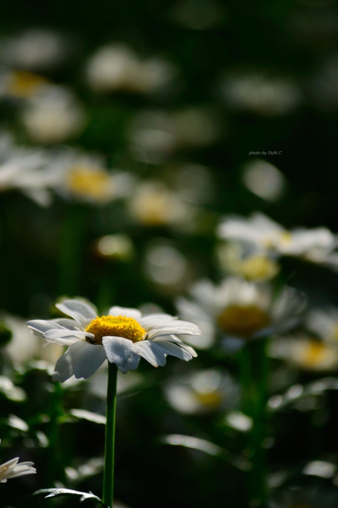 飛鳥山の花
