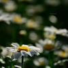 飛鳥山の花
