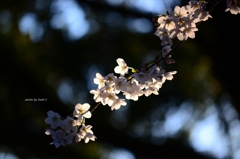 上野の桜