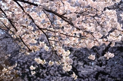 上野の桜