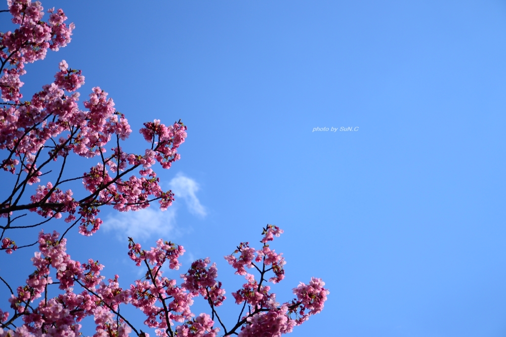 上野の桜