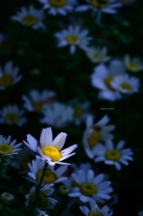 飛鳥山の花