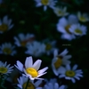 飛鳥山の花