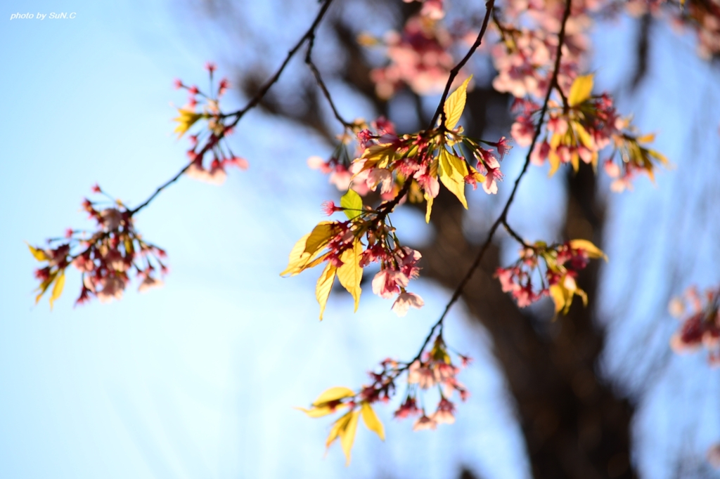 上野の桜