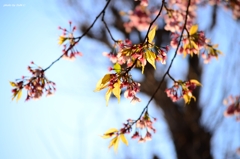 上野の桜