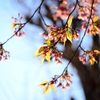 上野の桜