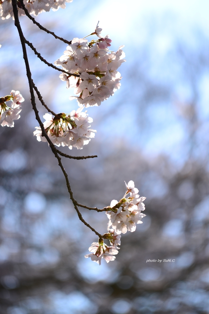 上野の桜