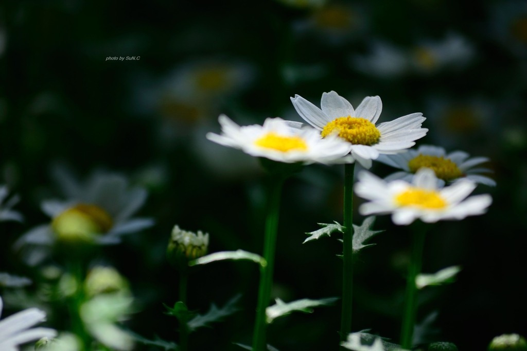 飛鳥山の花