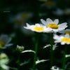 飛鳥山の花