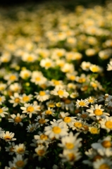 飛鳥山の花