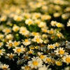 飛鳥山の花