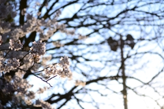 上野の桜