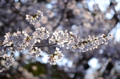上野の桜