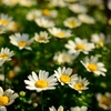飛鳥山の花