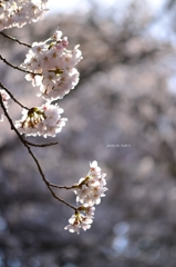 上野の桜