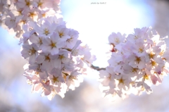 上野の桜