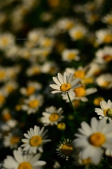 飛鳥山の花