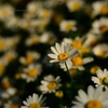 飛鳥山の花
