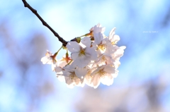 上野の桜