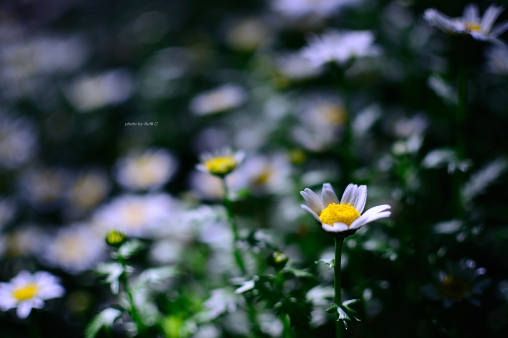 飛鳥山の花