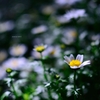 飛鳥山の花
