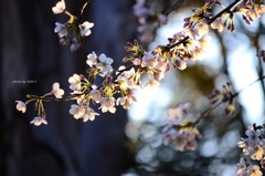 上野の桜