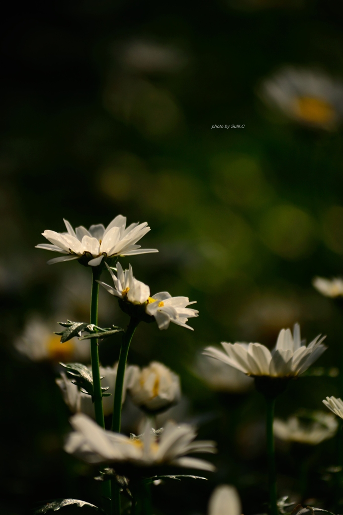 飛鳥山の花