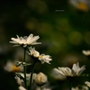 飛鳥山の花