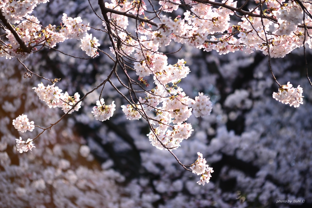 上野の桜