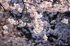 上野の桜