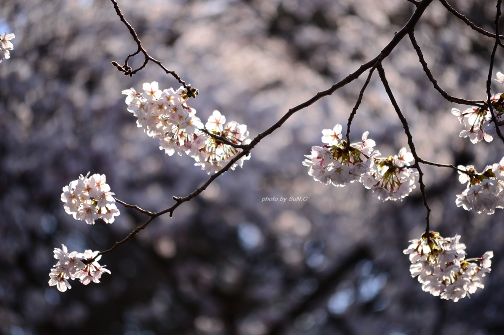 上野の桜