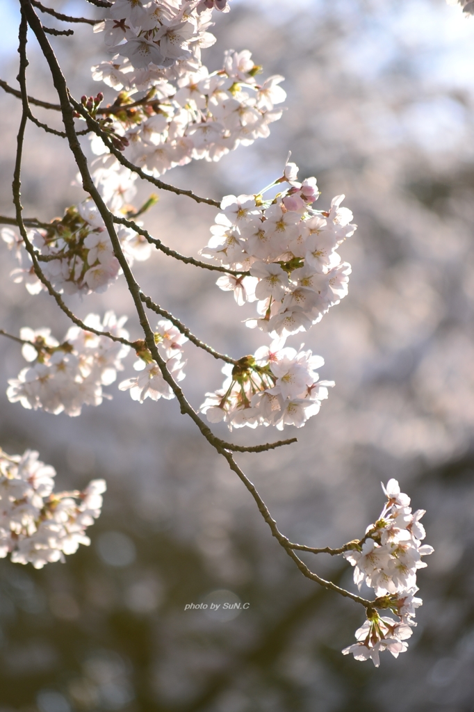 上野の桜