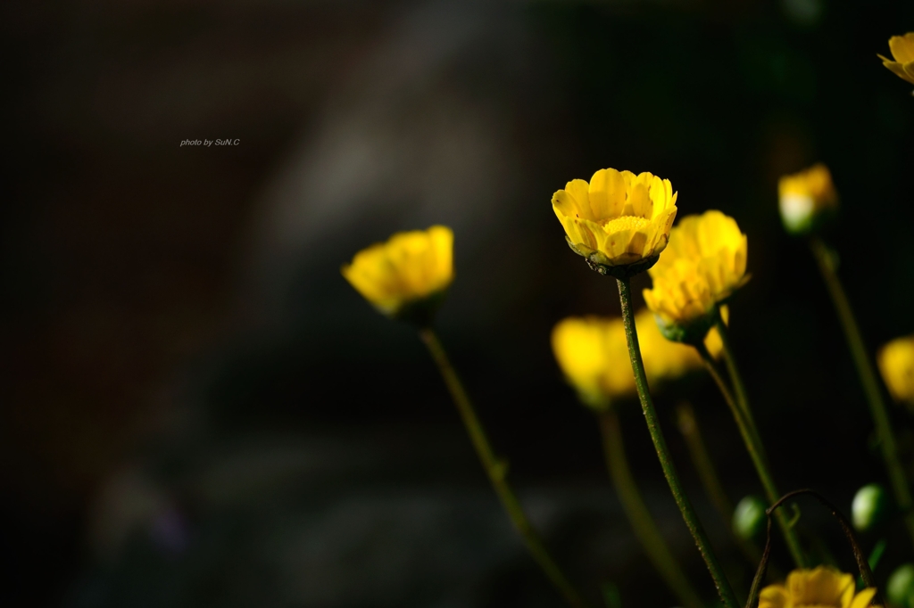 飛鳥山の花