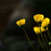 飛鳥山の花