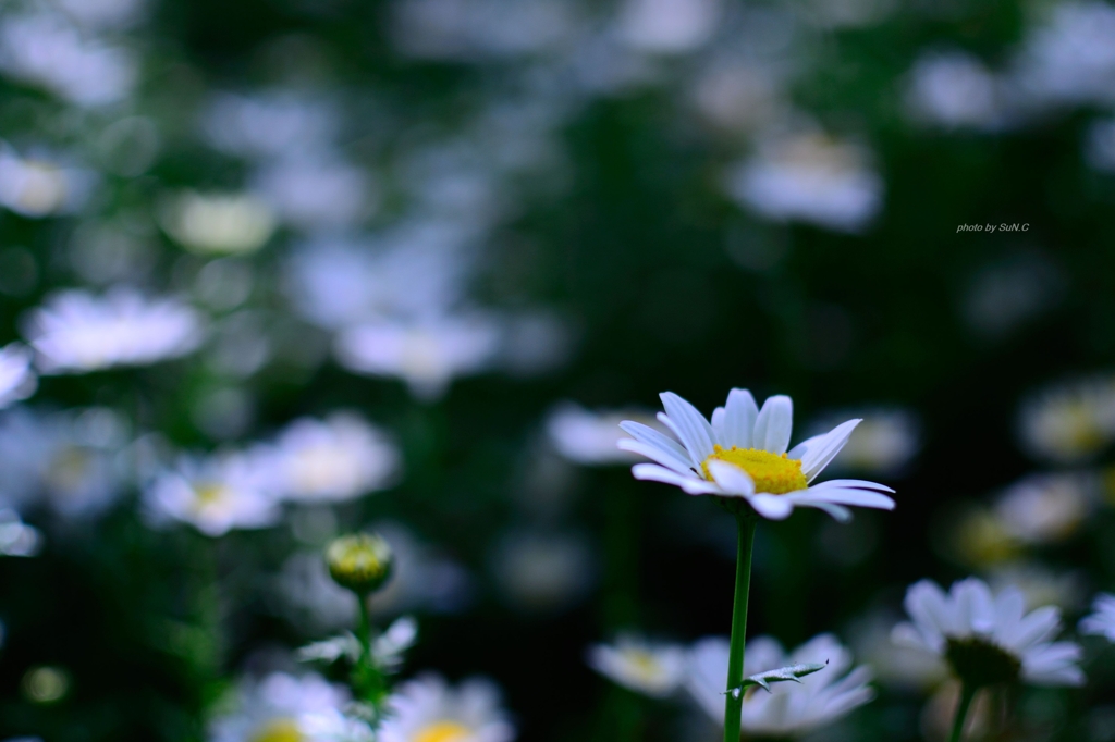 飛鳥山の花