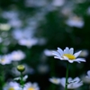 飛鳥山の花