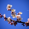 梅