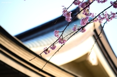 上野の桜