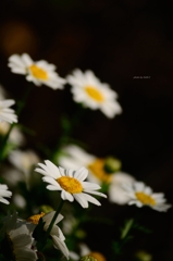 飛鳥山の花