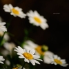 飛鳥山の花