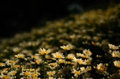 飛鳥山の花