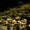 飛鳥山の花