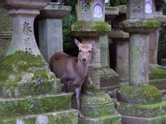 燈籠の隙間からひょっこり