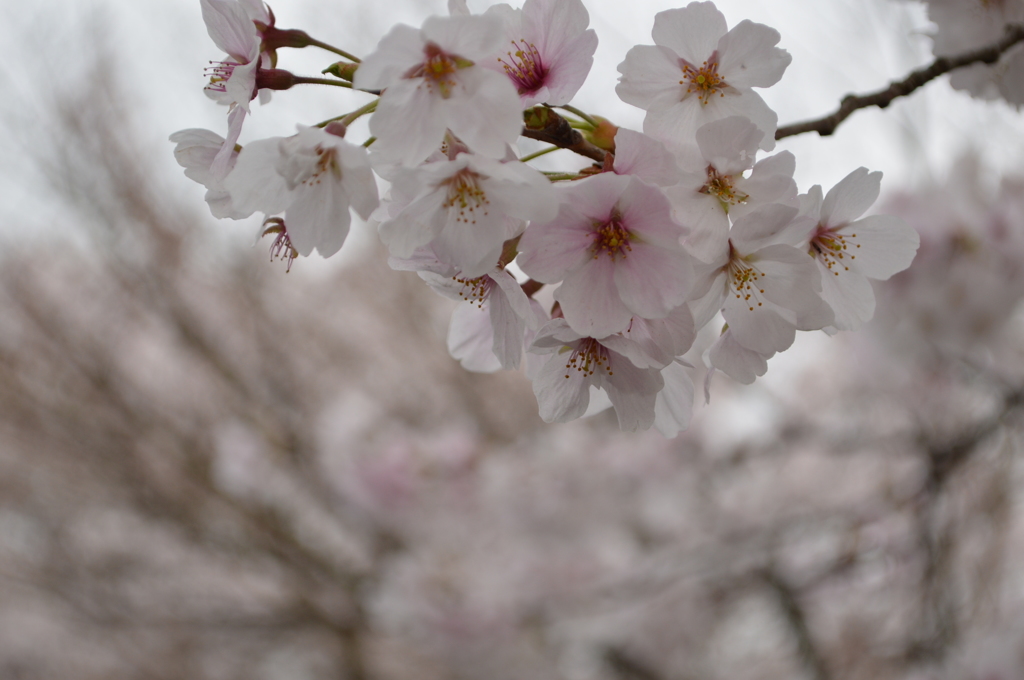 今年の桜