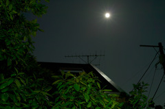 SDIM1806